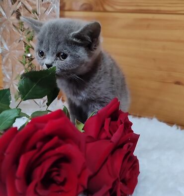ит уя: Продаётся шотландский котёнок скотиш-страйт,окрас -голубойдевочка