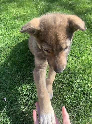 Продажа собак: Лайка, 2 месяца, Самец — 17