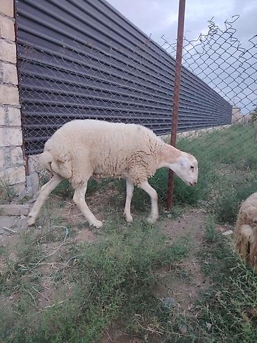 damazlıq heyvanların satışı: Erkək toğulu damazlıq Tatal sortu - Növ: yerli ətlik/şişlik tipli — 2