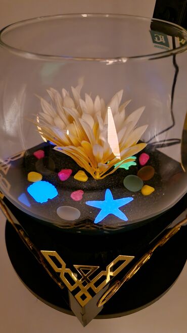 Akvariumlar: Yumru akvarium, Balıqlarla birlikdə, 3 l, Pulsuz çatdırılma — 11