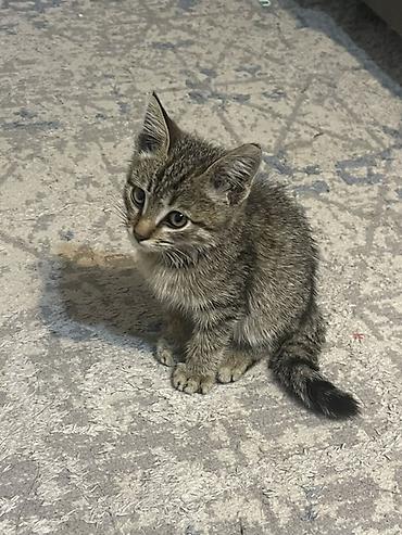 🚨 Ищу дом для котёнка или человека, который сможет его забрать на