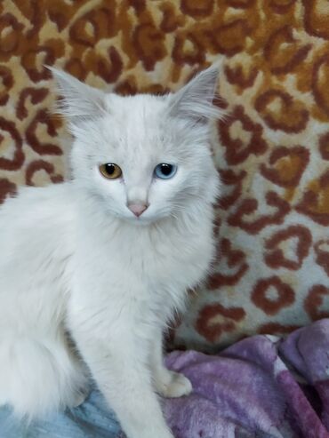 белый кошка: Кошка подросток ищет добрых заботливых хозяев, ластится к рукам