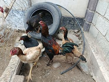 Куры, петухи: Продаю | Куры | На забой, Несушки, Для боев — 4