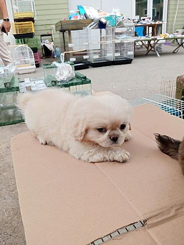 İtlər: Pekines, Sənədli — 6