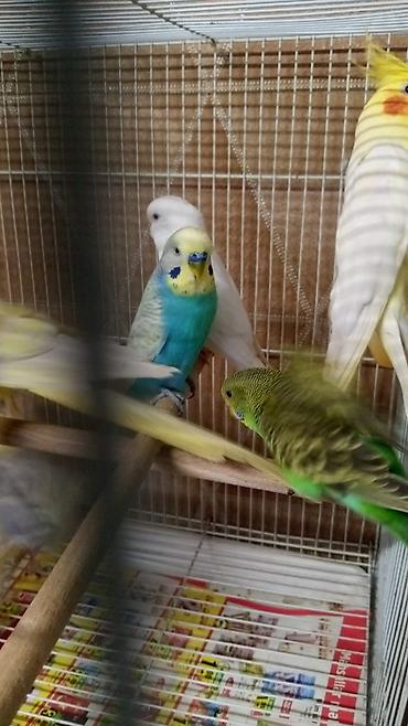 Птицы: Korella 50 azn papuqay 15 azn Nimfa (cockatiel) cütlüyü və qəfəs dəsti — 2