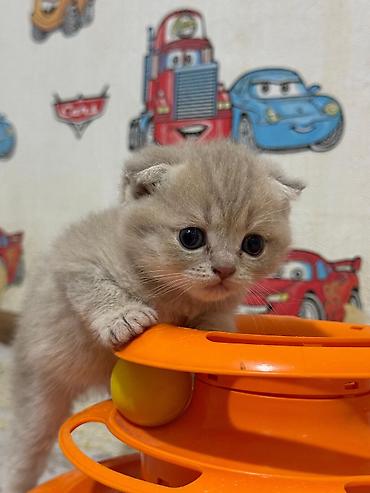 Кошки: Шотландская вислоухая — 2