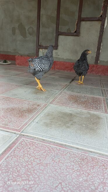 pişik satılır: Barred rock çolpalar satılır