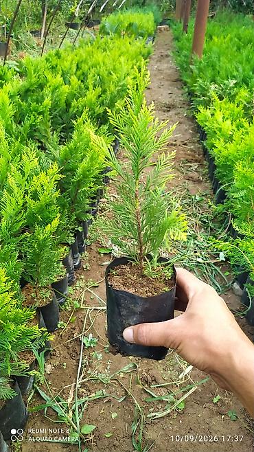 divar kağızları ve qiymetleri: Limonni yolka. Leylandıra. amerkan toya. kamsparis .majivilik — 8