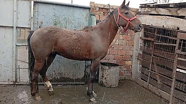 Лошади, кони: Продаю | Кобыла (самка) | На забой — 8