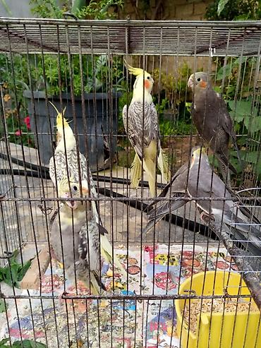 Yuvalar: Korella qəfəs yuva munasib qiymete -da lalafo.az — 9 Yuvalar: Korella qəfəs yuva munasib qiymete — 9