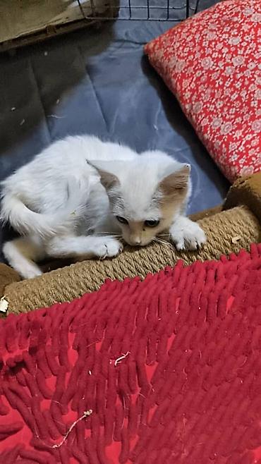 собачья: Кошка даром: Беспородная, 3 месяца, Девочка, Приучена к лотку — 5