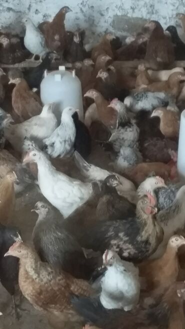 Digər quşlar: Salam 2 ay yarlmlq colpa saglam mastagadadlr say coxdur