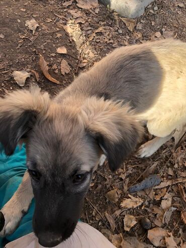 Отдам даром собаку: Щеноки бардер-колли, среднего размера . умные,домашние,мальчики.6 — 7
