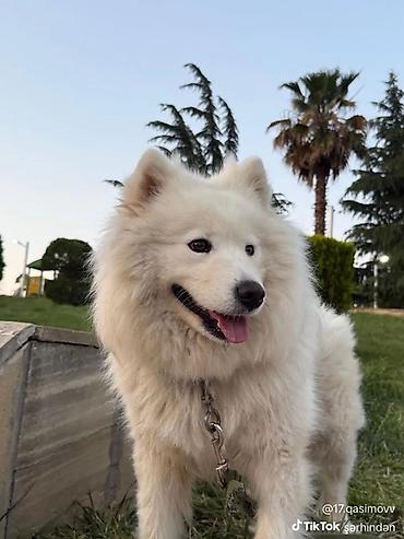 Samoyed, 4 il, Dişi