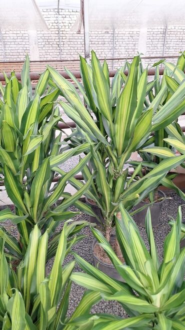 Пальмы: Пальмы Кофейное деревоПальмы,Фикусы и тд — 19