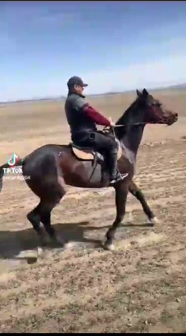 сколько стоит арабская лошадь: Продаю | Жеребец | Дончак, Английская, Арабская | Конный спорт | Племенные