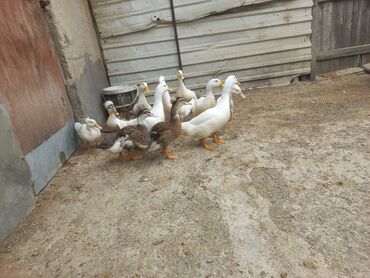 simmental ineklerin satisi: Kekili Kuban etlik ve damazdig ordekler satilir vatcapa yazin zehmed
