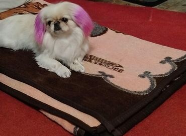 İtlər: Pekines, 2 il, Dişi, Ünvandan götürmə