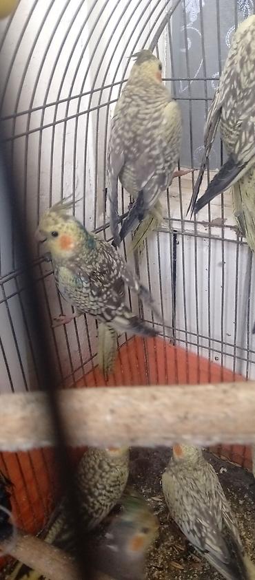 Tutuquşları: Tutuquşu Korella. ( Sultan ) Sarı quşlar 35 manat Boz quşlar 30 manat — 7