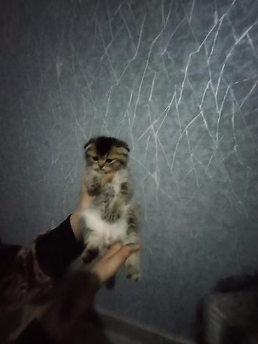 Кошки: Шотландская вислоухая — 3