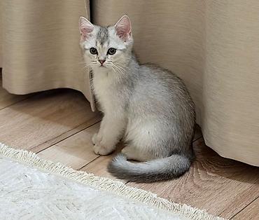 шиншила: Скотиш Страйт (Шотландская прямоухая), 3 месяца, Мальчик, Серебристая шиншилла, Приучена к лотку — 1