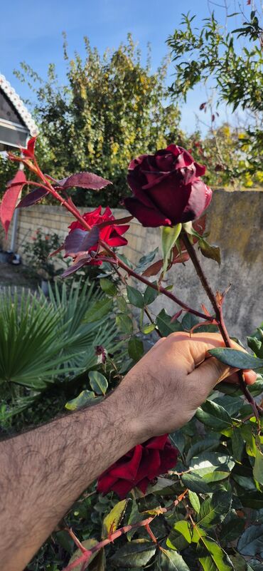 Şitillər: SAQI Gülçülük – Tərtərin ən gözəl gülləri • Öz bağımızda yetişdirilən — 13