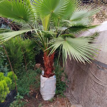 Şitillər: Leylandra tingi - Növ: Thuja/ardıc tipli dekorativ iynəyarpaq — 8