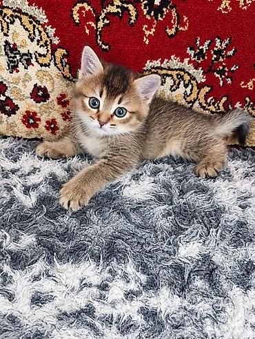 котенок скотиш страйт: Скотиш Страйт (Шотландская прямоухая), 1 месяц, Девочка, Золотая шиншилла, Метис, Приучена к лотку — 2