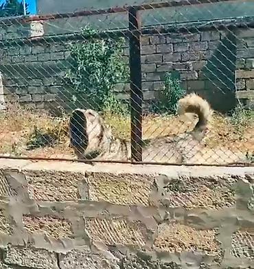 Çomarin balasi Borza
110.klo ceki yigir
kime maraqlidi elaqe saxlasin lalafo.az -da Çomarin balasi Borza
110.klo ceki yigir
kime maraqlidi elaqe saxlasin