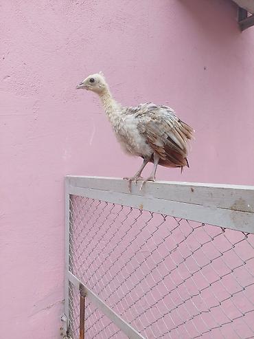 at satisi qiymetleri: Salam tovuzquşu balalari satilir. 1 ededi 40 manata — 5