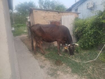 бычок теленок: Продаю | Корова (самка) | Алатауская | Для молока