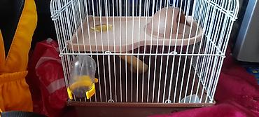 soya yemi: Hamster qəfəsi və aksesuar dəsti - Kiçik gəmiricilər üçün iki — 3