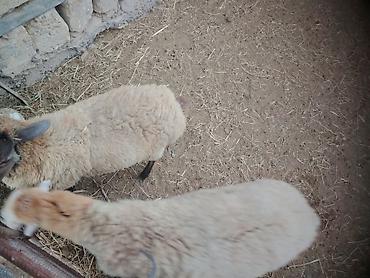 ev heyvanları satışı: Bir erkek bir dişi quzular satilir — 1
