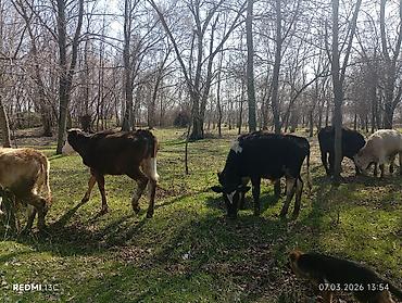 Коровы, быки: Продаю | Тёлка | Полукровка | На откорм — 10