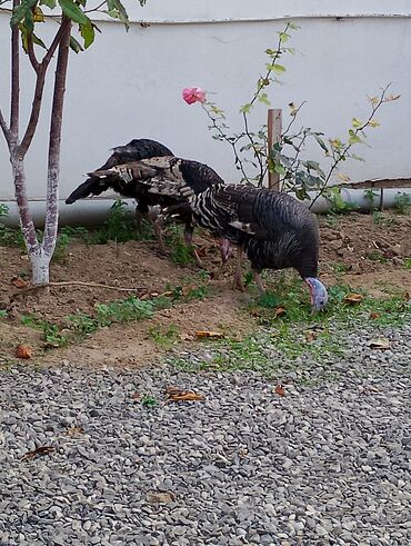 Cücələr: Hinduşka cücələri, Damazlıq — 14