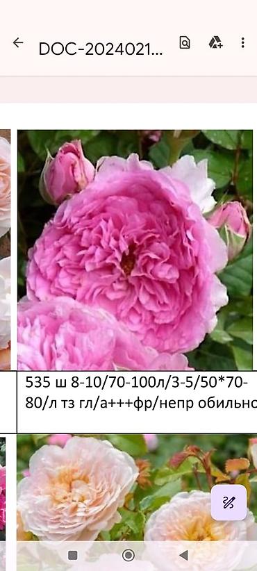 Rose saplings: Кустовые розы — сорта: - Э Шропшир Эд (№534): густомахровые — 23