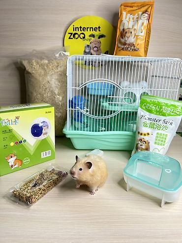 Хомяки: Продаются хомячки джунгарские, сирийские, ангорские пушистые хомячки — 27