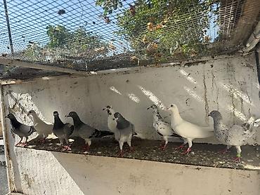 cütlük: Drakon goyercinler hazir cutde var iclerinde tek cut qiynet ferqlidi — 1