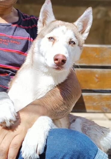 haski qiymeti: Xaski, 6 ay, Dişi, Peyvəndli, Pulsuz çatdırılma