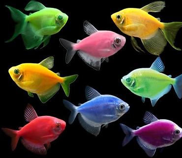 Glofish, Sülhsevər lalafo.az -da Glofish, Sülhsevər