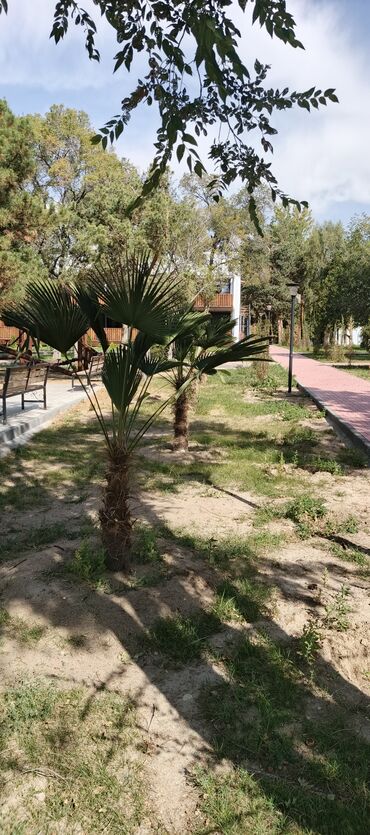 Садовые цветы и кустарники: Саженцы цветка — 16