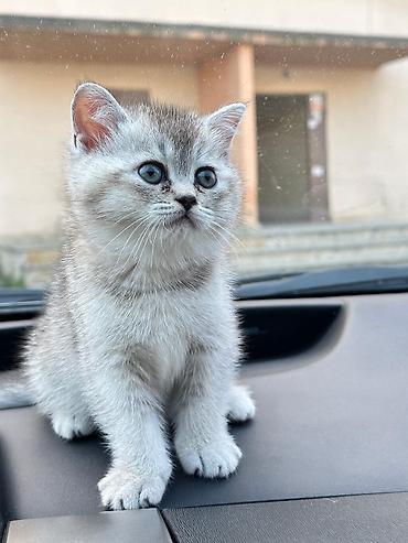 Pişiklər: Britan — 13