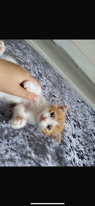 шотландская вислоухая голубая кошка: Висло ухая котенок мальчик и девочка