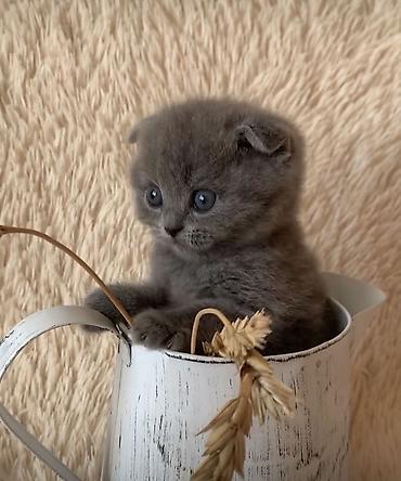 сколько стоят шотландские кошки: Шотландский вислоухий котёнок (Scottish Fold), окрас: сплошной серый — 1