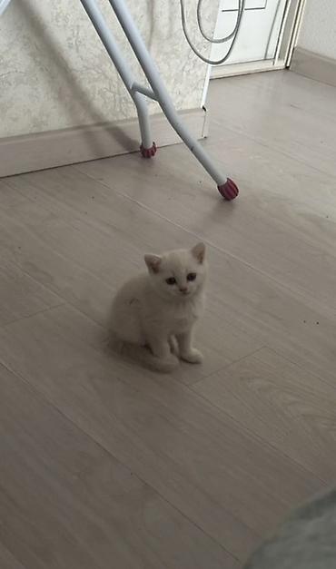 Продажа кошек: Скотиш Страйт (Шотландская прямоухая), 2 месяца, Девочка, Белый, Приучена к лотку — 2