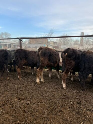 Коровы, быки: Продаю | Бык (самец) | Полукровка, Голштин, Алатауская | На откорм — 2