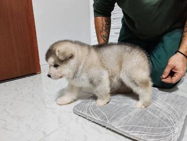 Psi: Aljaski malamut štenci Štenci aljaskog malamuta spremni za na lalafo.rs — 8 Psi: Aljaski malamut štenci Štenci aljaskog malamuta spremni za — 8