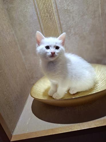 jersey cinsi: Ağ rəngli balaca pişik – ev heyvanı - Rəng: tam ağ, yumşaq tüklü - — 8