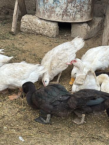 balaca it ucuz: Salam Alekum hamsı satılır kom 17 manatdır — 5