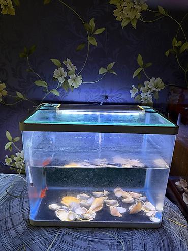 kristal yem mmc: LED işıqlı şüşə akvarium - Material: şəffaf şüşə korpus, üstündə şüşə — 1